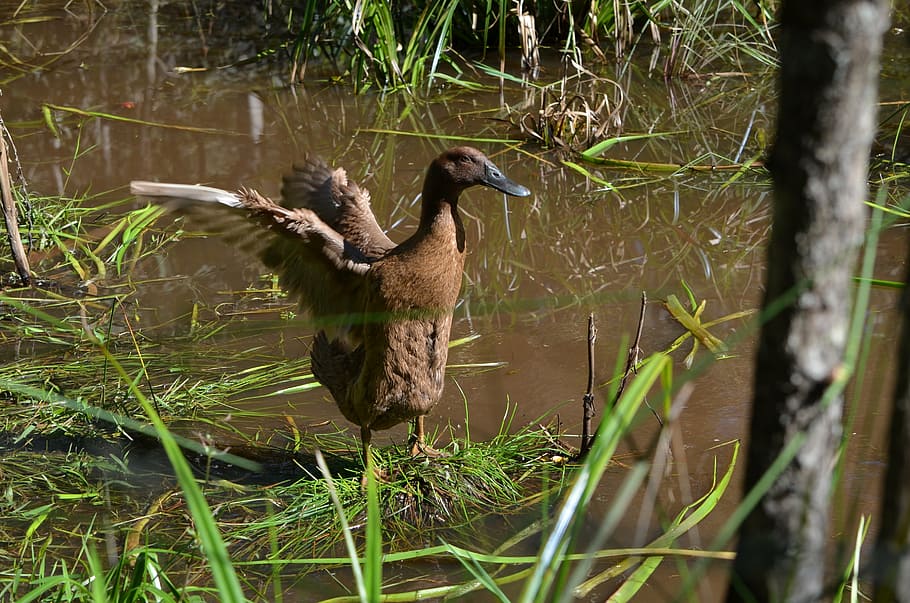 duck, flapping wings, ducks, animal, nature, bird, duck bird HD wallpaper