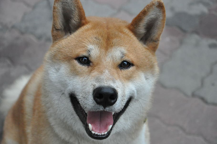 selective focus photography of adult shiba inu, dog, smile, pets