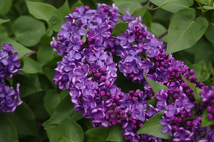 flowers, lilac, flowering plant, beauty in nature, freshness HD wallpaper