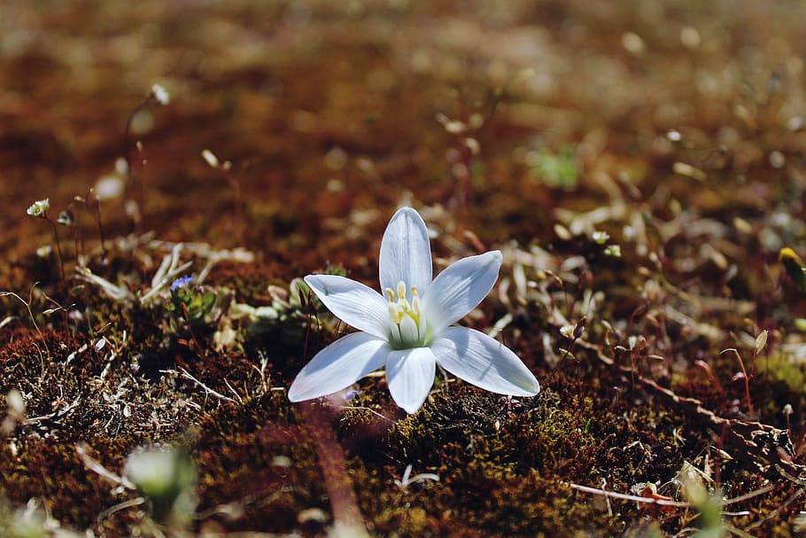 blossom, bloom, blueme, white, background, white flower, nature HD wallpaper