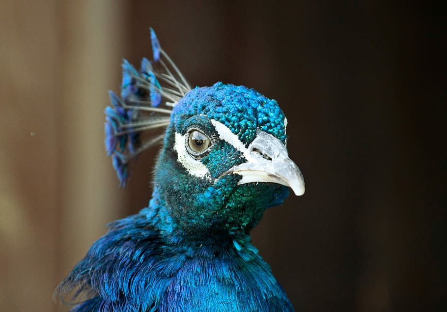 selective focus photography of blue peacock, bird, feather, animal HD wallpaper