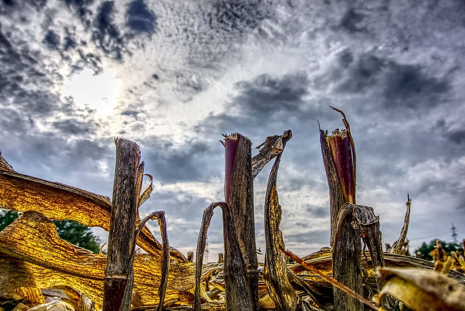 corn, cut off, harvest, harvested, agriculture, straw, sky, HD wallpaper