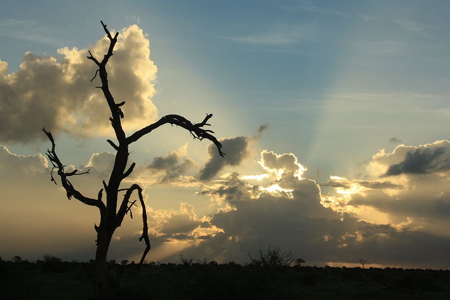 african sunset, silver lining, dead tree, sky, cloud - sky HD wallpaper