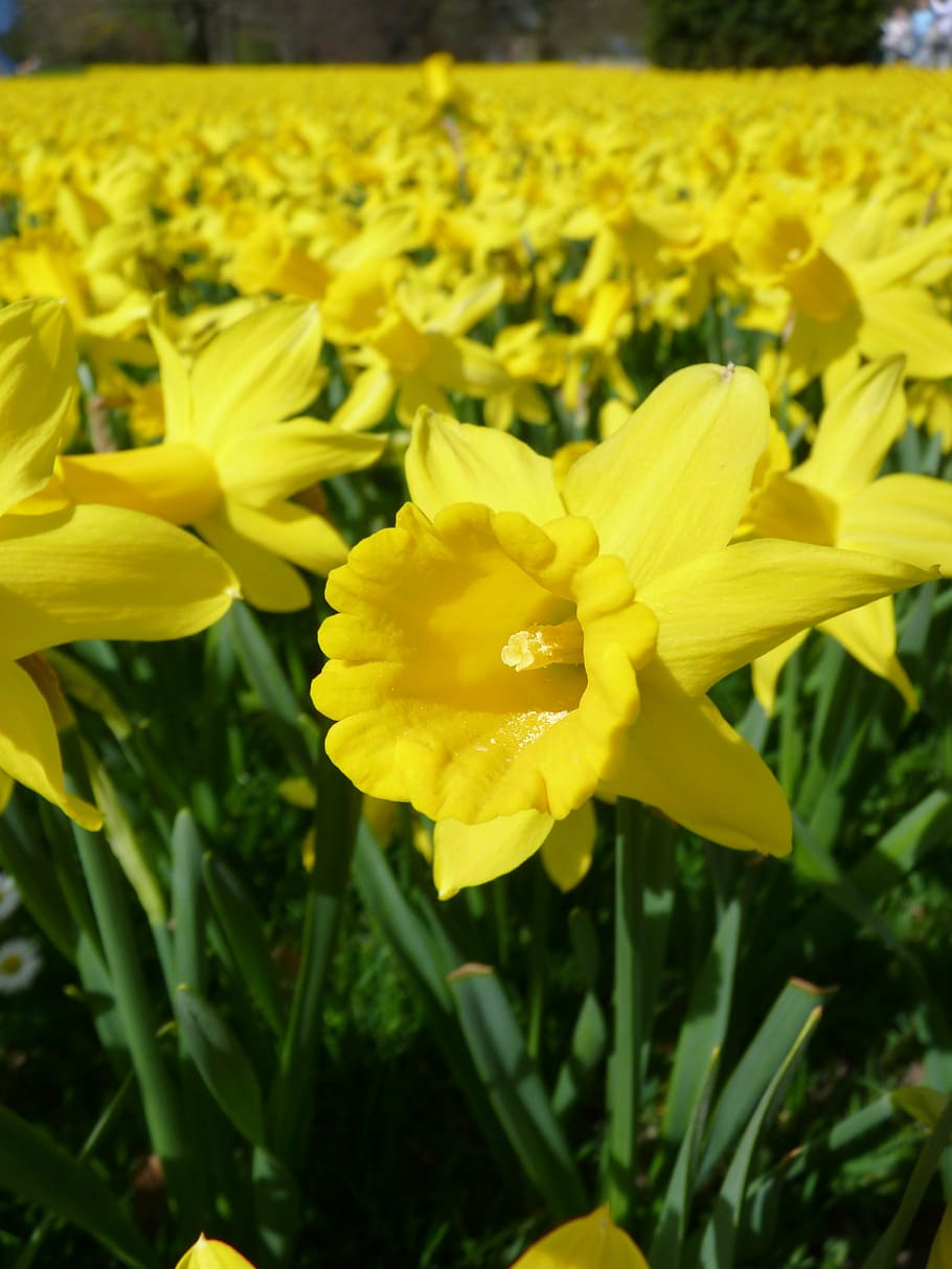 daffodils, daffodil field, osterglocken, yellow, spring, blossom, HD wallpaper