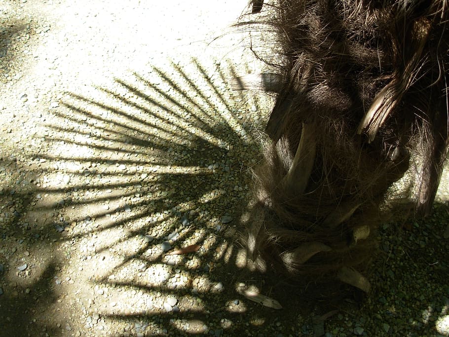 tree, nature, shadow, palm tree, sunlight, plant, day, growth HD wallpaper