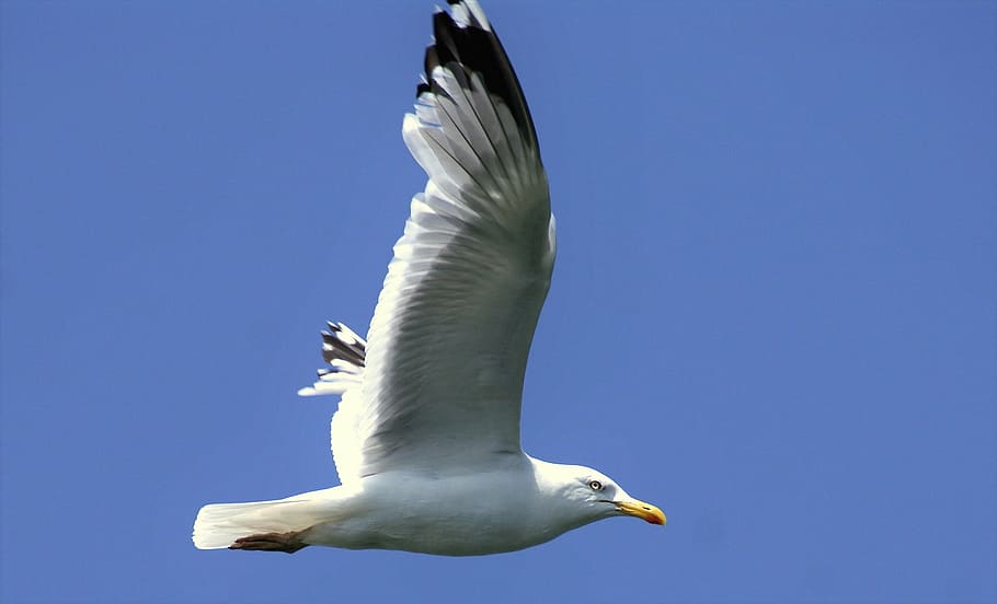 gull, sky, fly, bird, blue, wing, flight, seagull, mood, water bird HD wallpaper