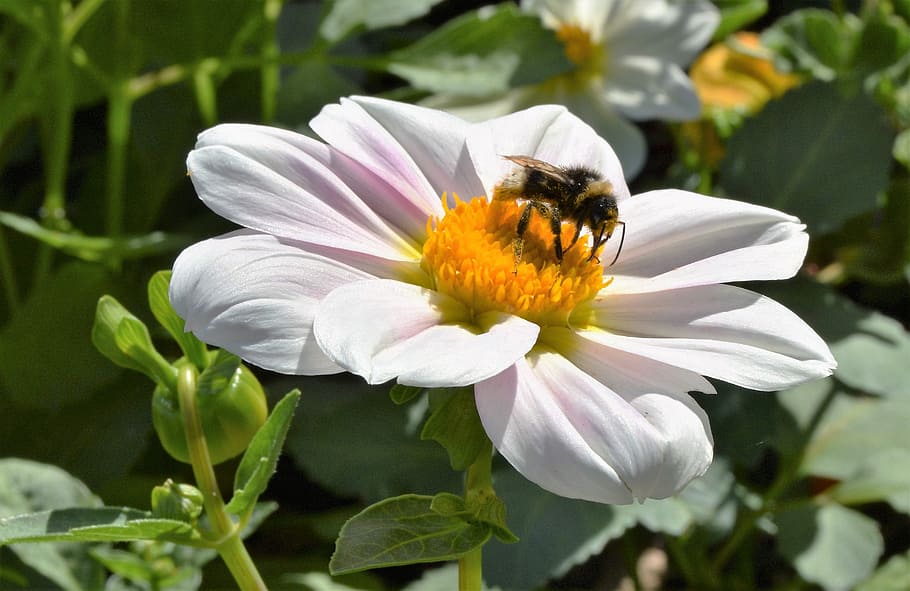 Bee, Nature, Insect, Flower, Pollination, plant, summer, outdoors HD wallpaper
