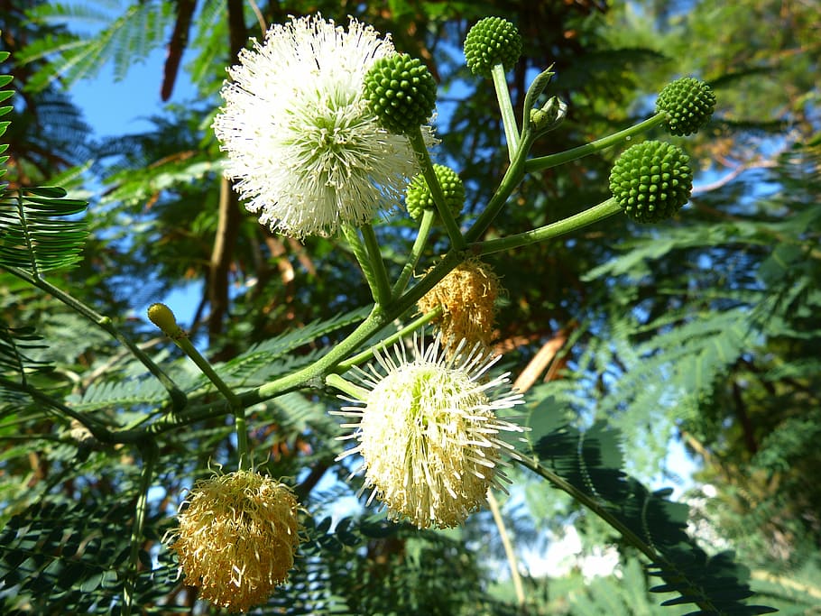 mimosa, blossom, bloom, tree, plant, white, green, growth, beauty in nature HD wallpaper