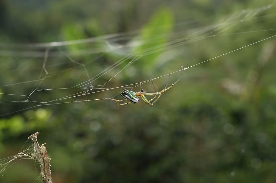 insects, area, kettle, quindio, colombia, spider, spider Web HD wallpaper