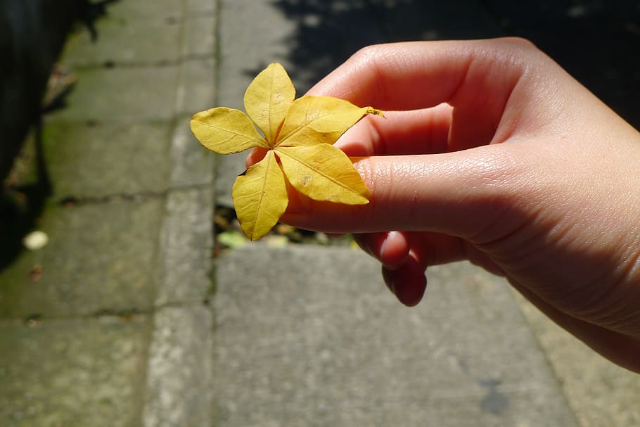 Tree Leaf, Hand, Sunshine, holding, autumn, human Hand, nature HD wallpaper