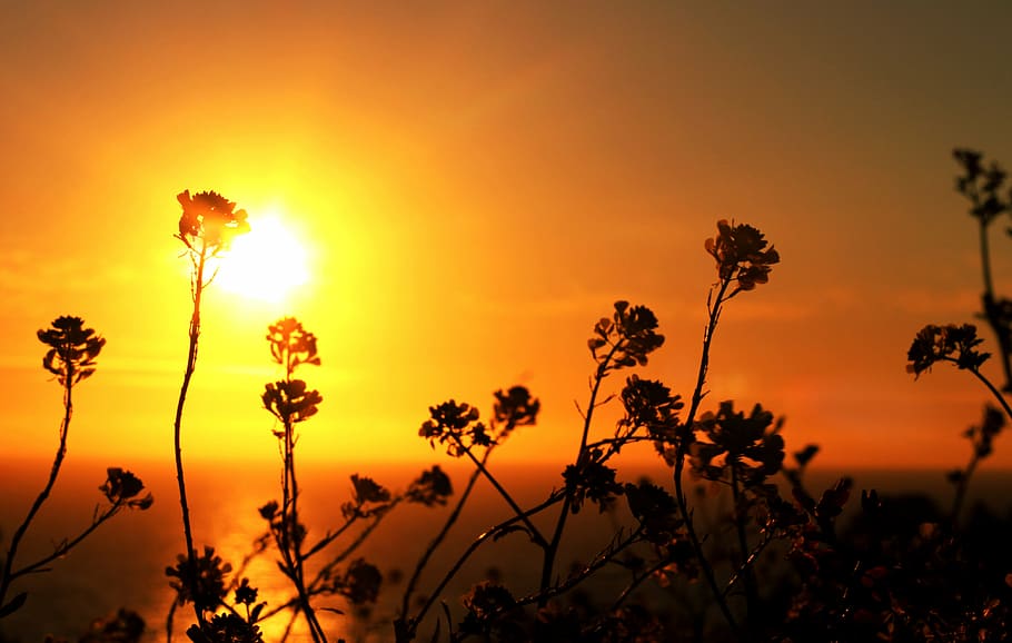 sea, sunset, reflection, landscape, flowers, herbs, silhouette HD wallpaper