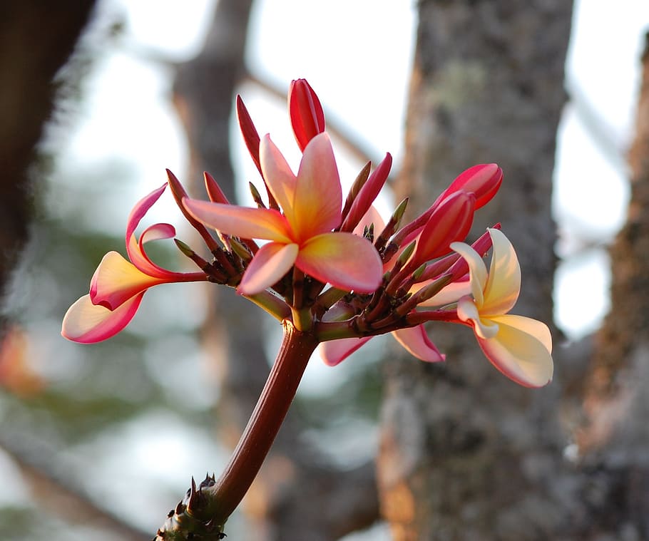 plumeria, pink, flowers, frangipani, fragrant, blossoms, buds, HD wallpaper