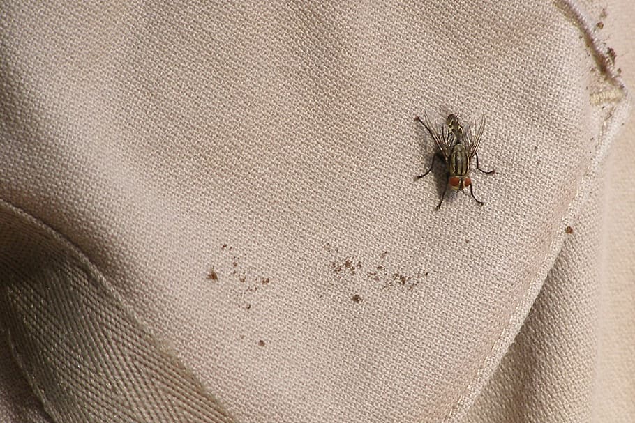 fly, insect, bug, pest, invertebrate, animal themes, animal wildlife HD wallpaper
