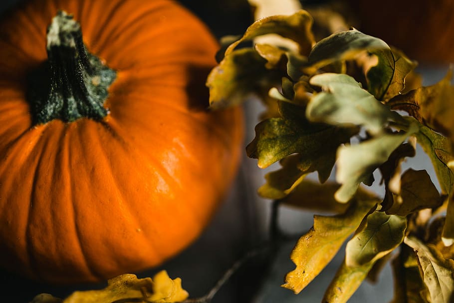 Autumn Pumpkin, fall, halloween, thanksgiving, vegetable, orange Color HD wallpaper