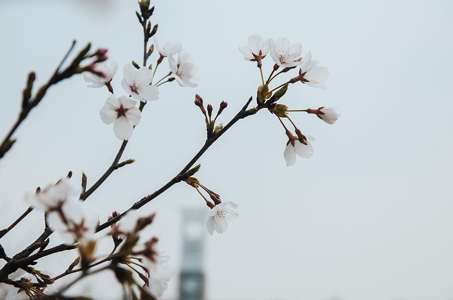 closeup photography of white petaled flowers, micro focus of white blossoms HD wallpaper