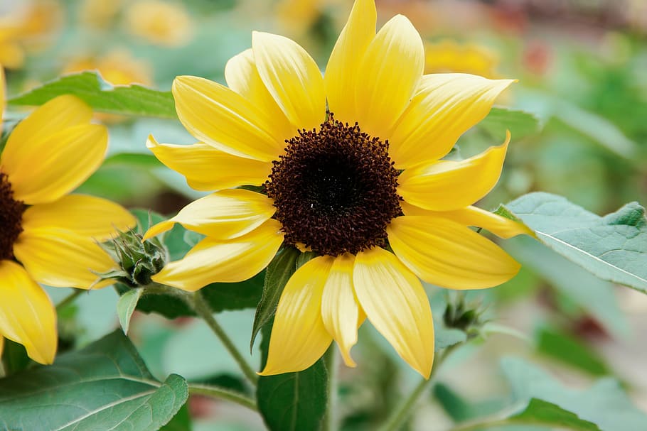 Close-up of Yellow Flowers Blooming Outdoors, blossom, bright HD wallpaper