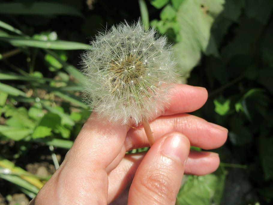 dandelion, blowing, white, flower, hand, fingers, nature, human Hand HD wallpaper