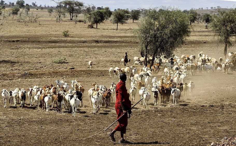man walking on grass field near herd of goat, Maasai, Herdsman, HD wallpaper