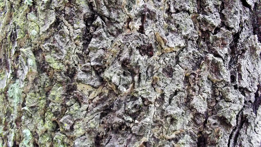 Bark, Tree, Nature, Texture, Wood, Brown, pattern, rough, old HD wallpaper