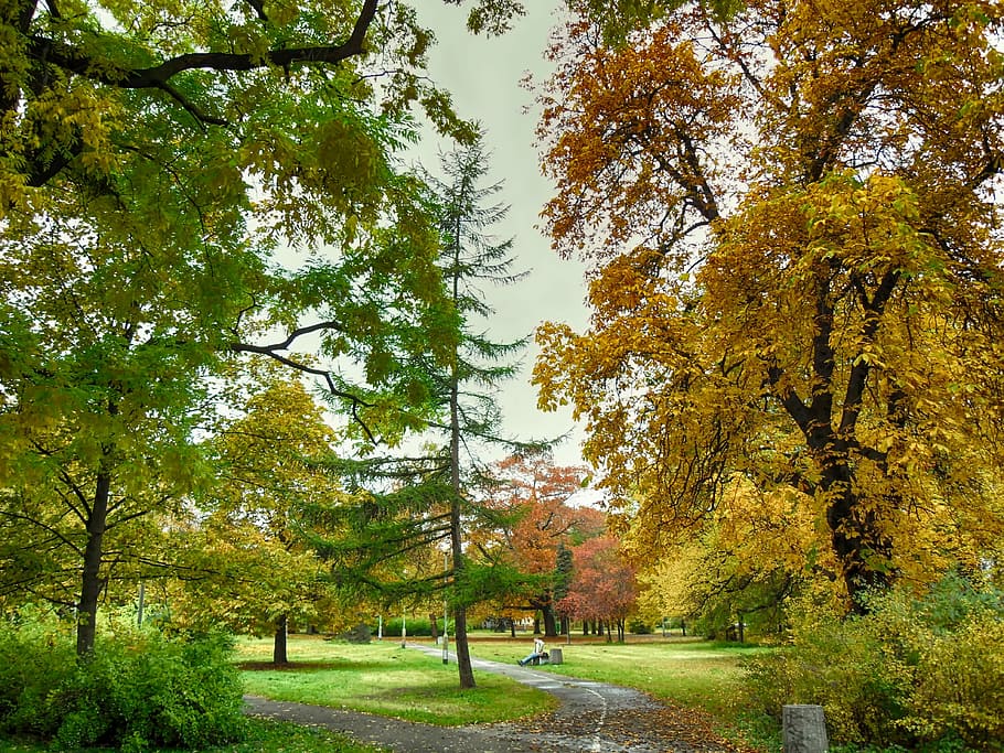 Poland, Park, Autumn, Fall, Trees, Colors, park autumn, colorful HD wallpaper