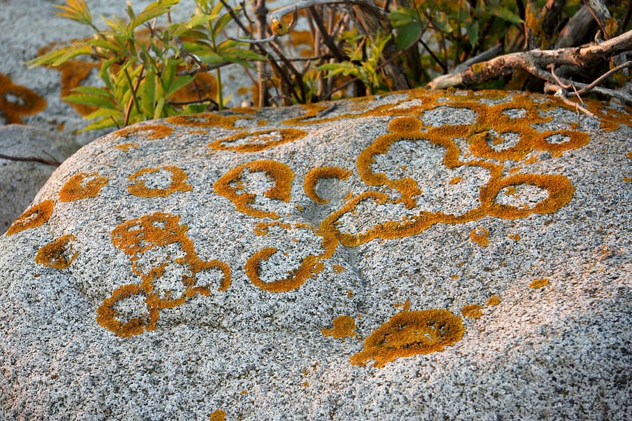 stone, moss, nature, no people, day, close-up, text, communication HD wallpaper