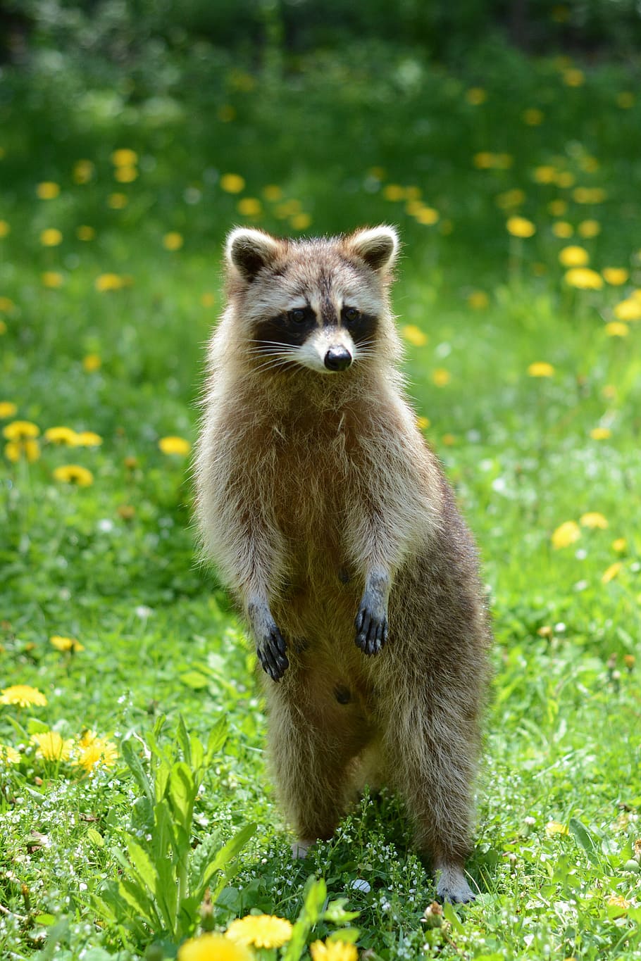 brown and white raccoon on green grass during daytime, racoon