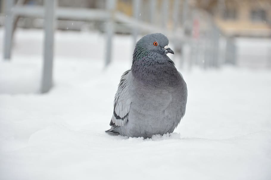 pidgin, bird, pigeon, dove, fly, winter, snow, animal themes HD wallpaper