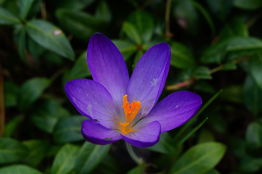 crocus, blossom, bloom, flower, spring, close, purple, flowering plant HD wallpaper