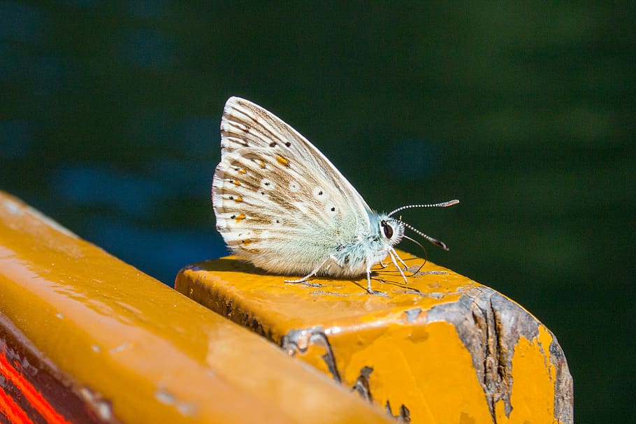 butterfly, insect, nature, butterfly - Insect, animal, animal Wing HD wallpaper