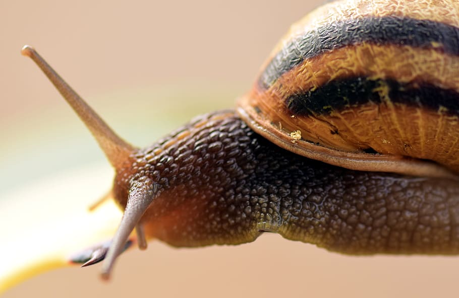 Snail, Shell, Close, Nature, Reptile, spiral, snail shell, macro HD wallpaper