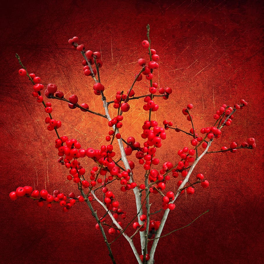 cherry fruits, texture, background, plant, berries, bush, red HD wallpaper