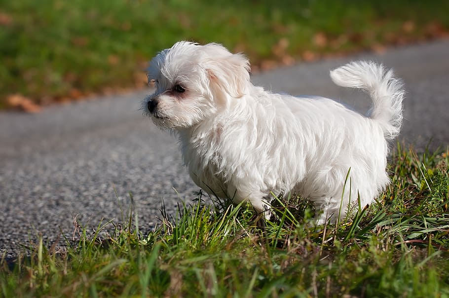 long-coated white puppy running during daytime, dog, maltese