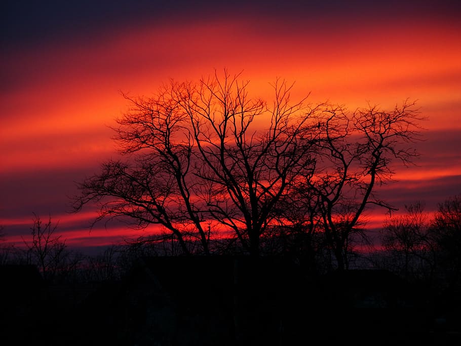 nature, tree, color, sky, clouds, sunset, silhouette, outdoors HD wallpaper