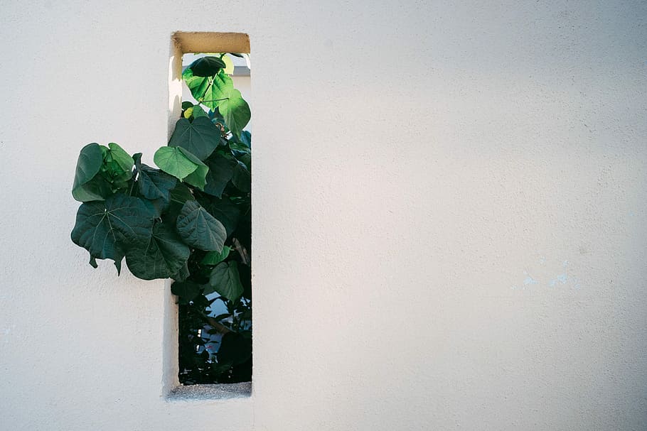 green leafed tree peeps on window panel, green leaf plant on wall during daytime HD wallpaper