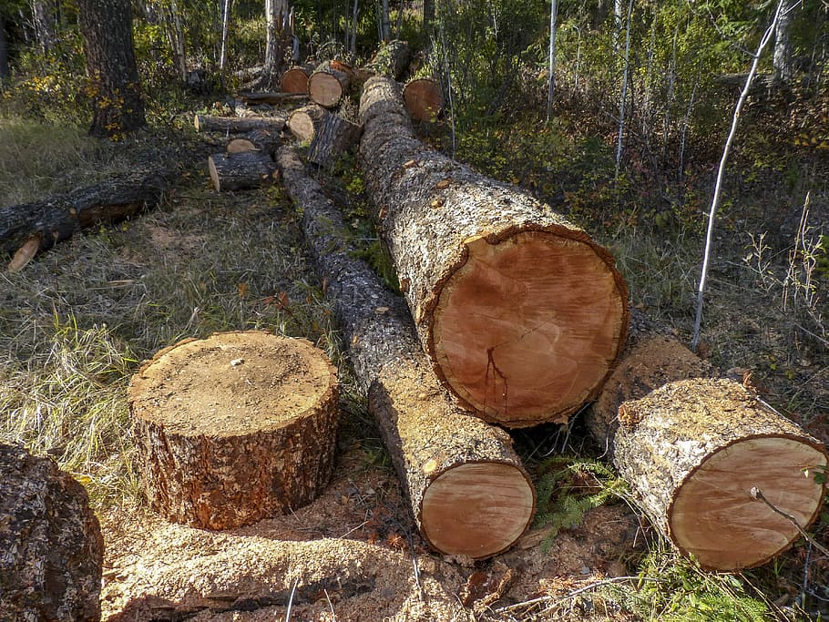 wood, nature, tree, tree log, flora, firewood, wooden, trunk HD wallpaper