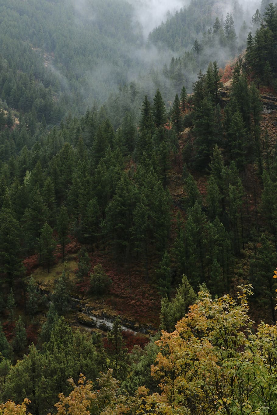 aerial view photography of trees, green pine trees covered with fog HD wallpaper
