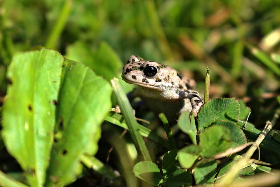 žaba, frog, zvieratá, green color, animal, animal themes HD wallpaper