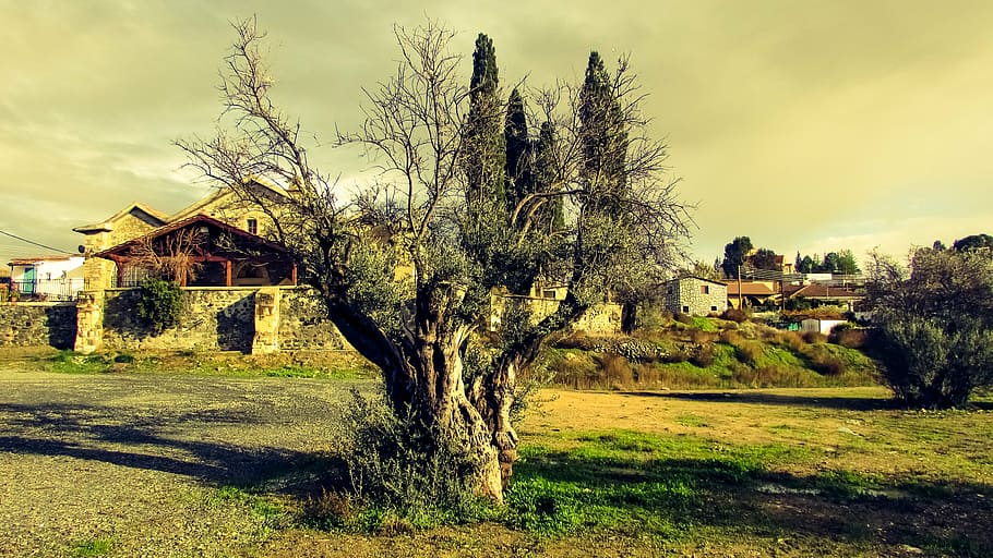 olive tree, nature, countryside, mediterranean, landscape, village, HD wallpaper