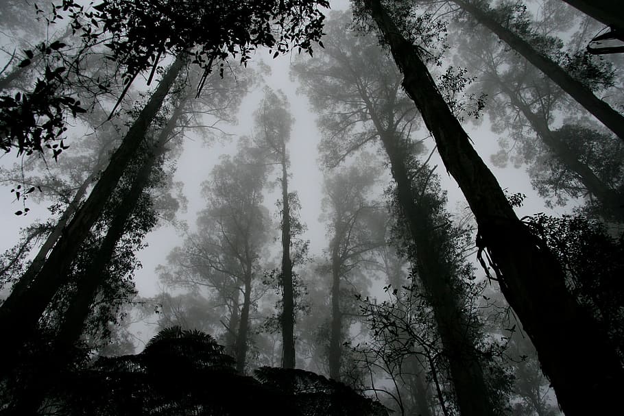 low-angle grayscale photography of forest, foggy, misty, trees, HD wallpaper