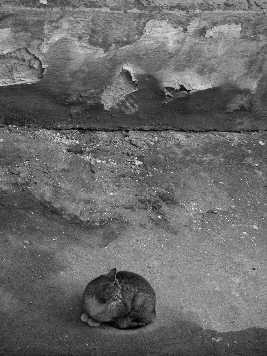 cat, old, animal, a normal cat, pet, rest, animal themes, one animal HD wallpaper