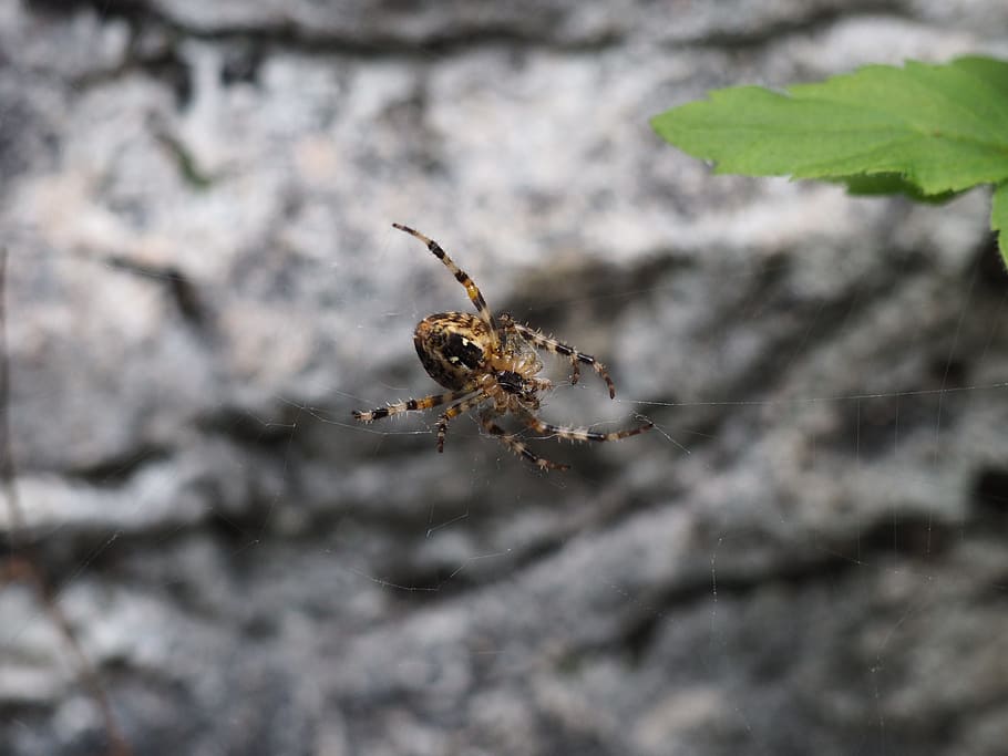 Spider, Nature, Close, Insect, Cobweb, animal, arachnid, close-up HD wallpaper