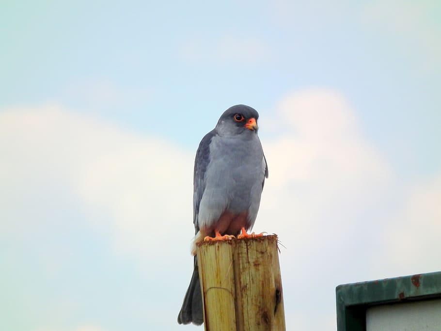 Amur, Falcon, Hawk, Predator, perched, hunting, bird, nature HD wallpaper