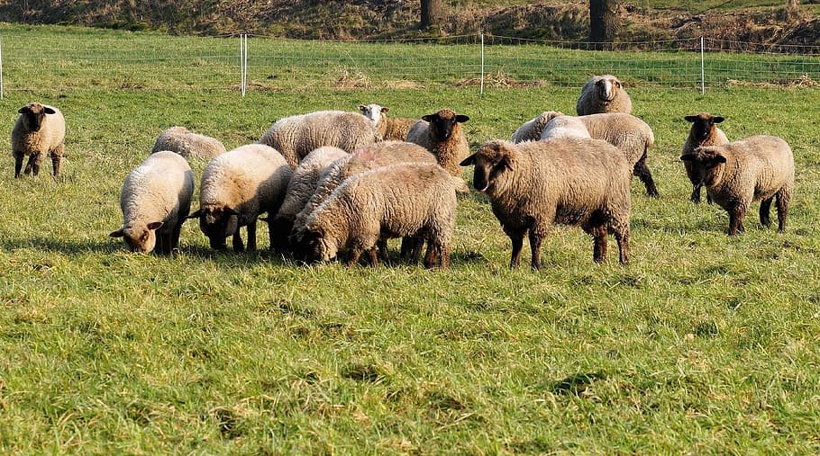 pasture, sheep, flock, wool, flock of sheep, nature, animal HD wallpaper