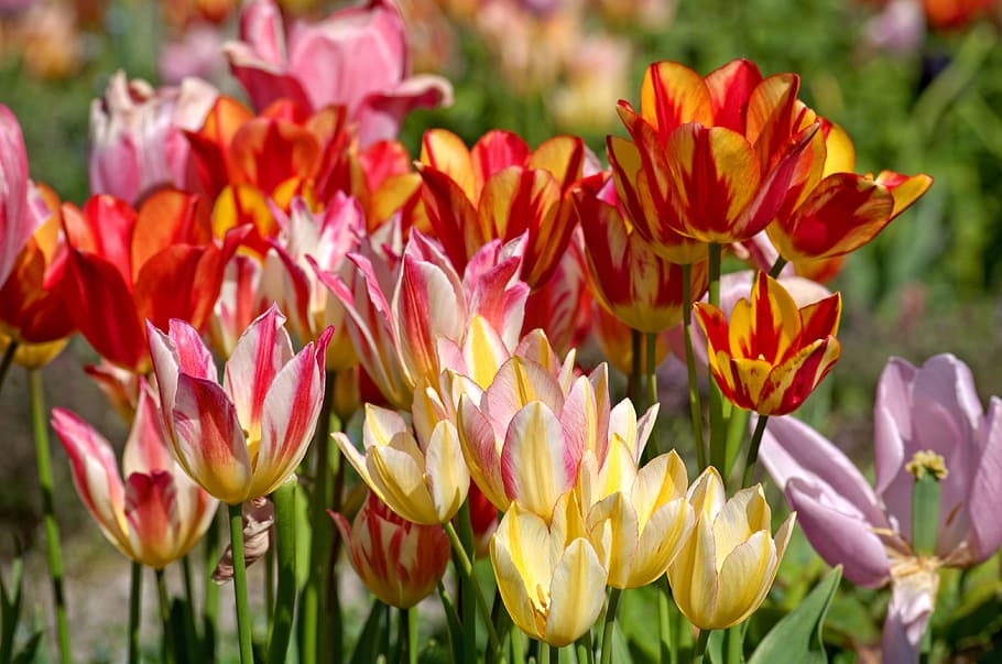 tulips, bloom, spring, red, flower, colorful, blossom, spring greetings HD wallpaper