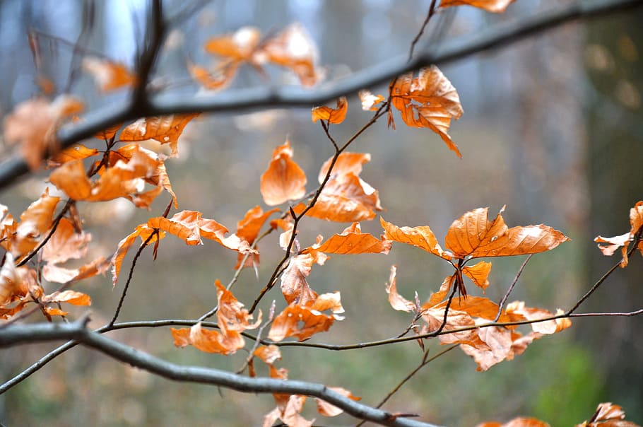 winter, yellow, holidays, autumn, plant, branch, change, tree HD wallpaper