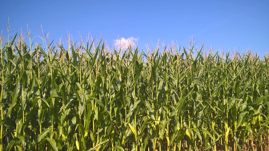 cornfield, corn on the cob, sky, agriculture, nature, food