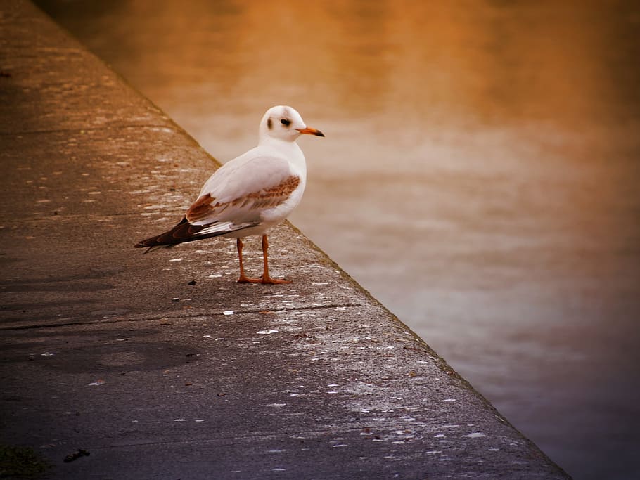 seagull, bird, fly, water, feather, animal, seevogel, vienna HD wallpaper