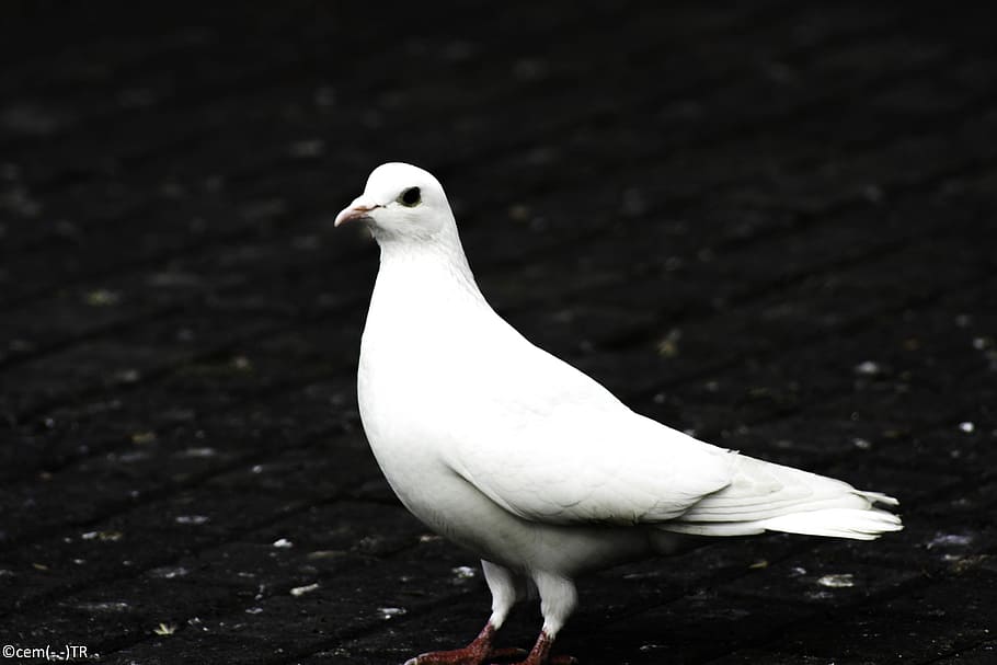 kanlica, da, a bird, animal themes, animals in the wild, animal wildlife HD wallpaper
