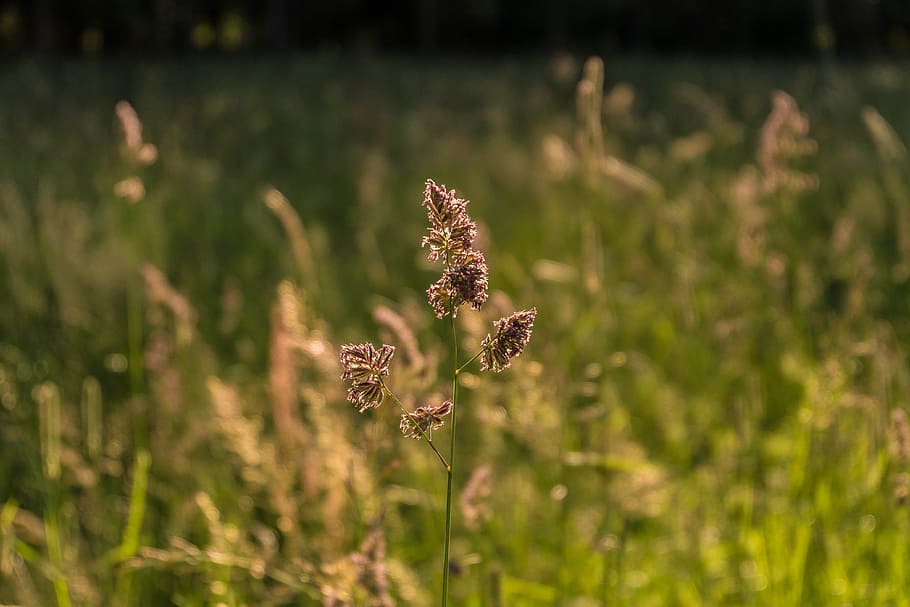 Macro, Beautiful, Grass, Sun, Stroll, mood, otlichnyiy, russia HD wallpaper