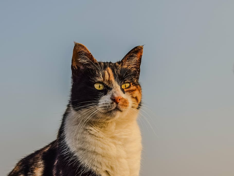 cat, stray, animal, portrait, feline, street, face, outdoor, HD wallpaper